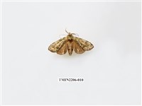 藏品(褐斑綠舟蛾)的圖片